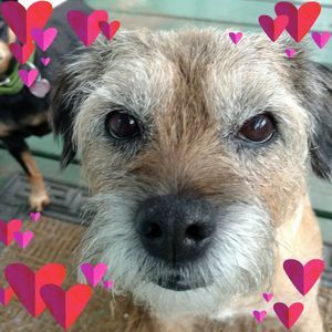 Meet your Posher, Millie